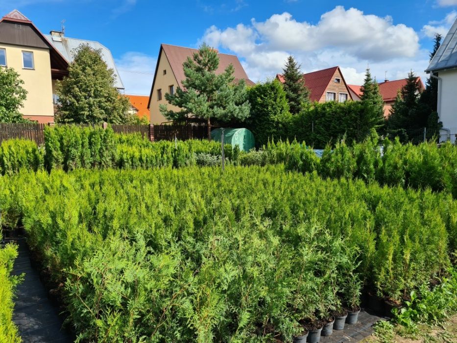 PRODUCENT Tuja Thuja Szmaragd 80-100 cm DONICA 5l max przyjec SUPRAŚL