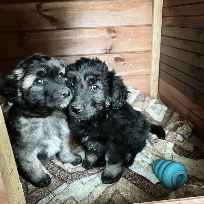 Віддам цуценя в добрі руки