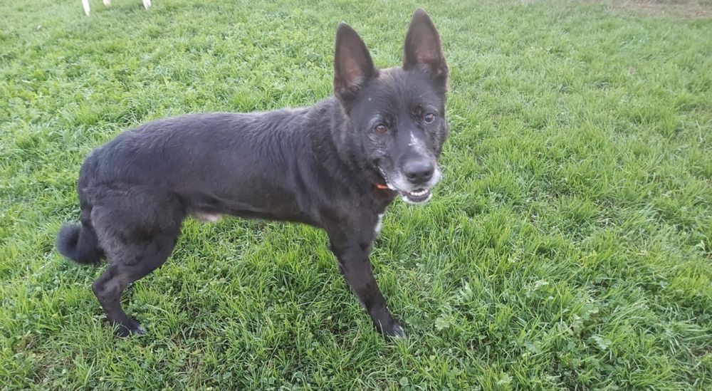 Cão para adoção responsável