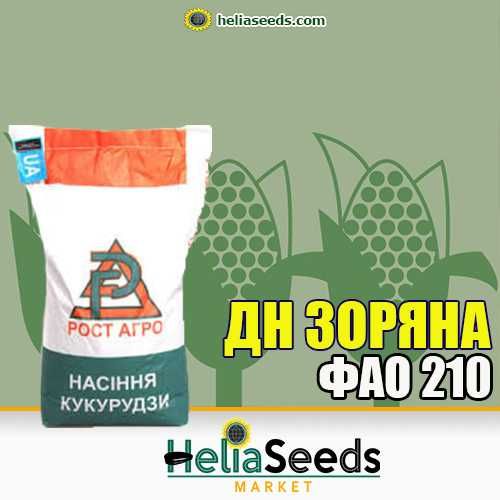 Насіння кукурудзи гібриди української селекції