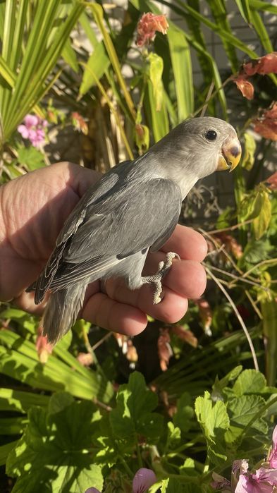 Agapornis domesticado