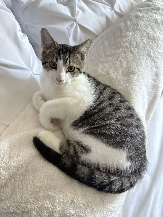 Gatos para adoção