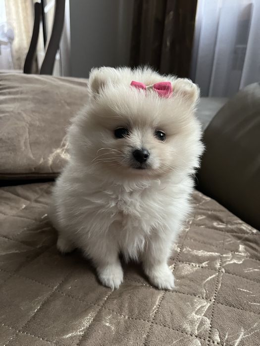 Szpic miniaturowy pomeranian suczka