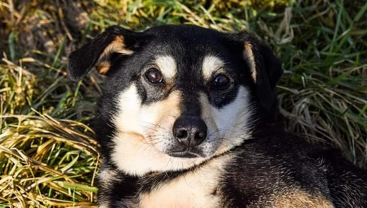 W schronisku jest od 2017 roku... Kiedy znajdziemy jej Dom?