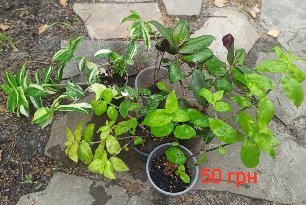 Традескація, колізія різних сортів