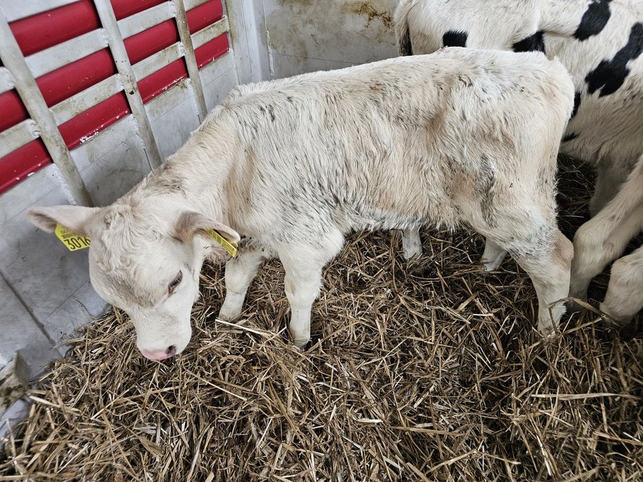 Sprzedam 6 cielaków byczki