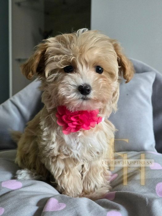 Cudowna Sunia**Maltipoo **