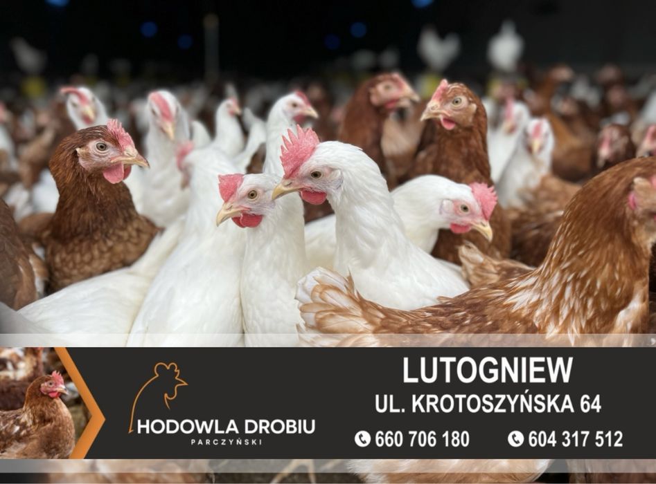 Kury Nioski Rosa, Leghorn, NovoGen Brown! MŁODE NIOSKI!