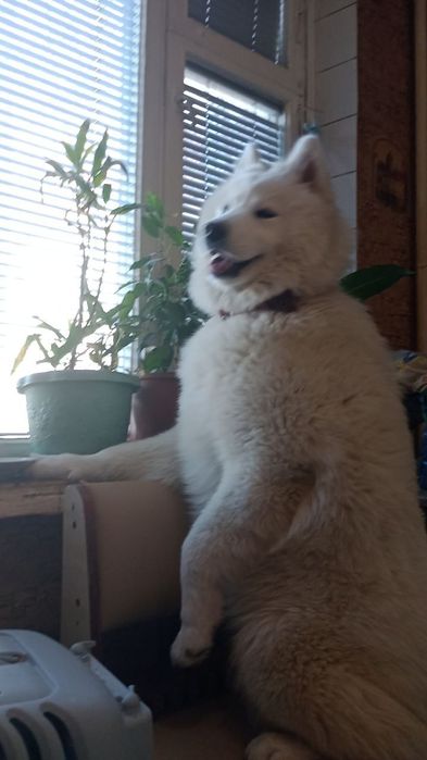 Цуценята самоїда