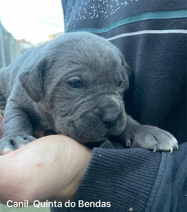 Cane corso italiano