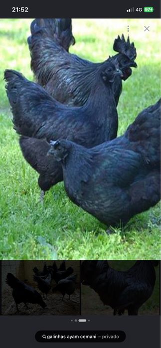 Galinhas Cemani, aves pretas