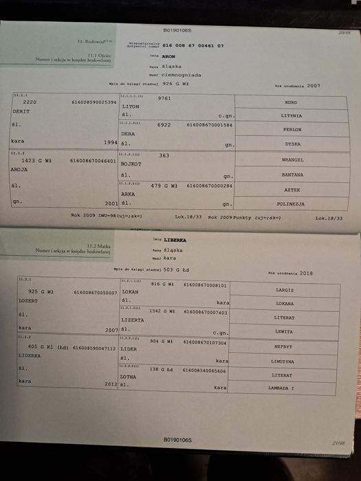 Sprzedam klaczka Śląska