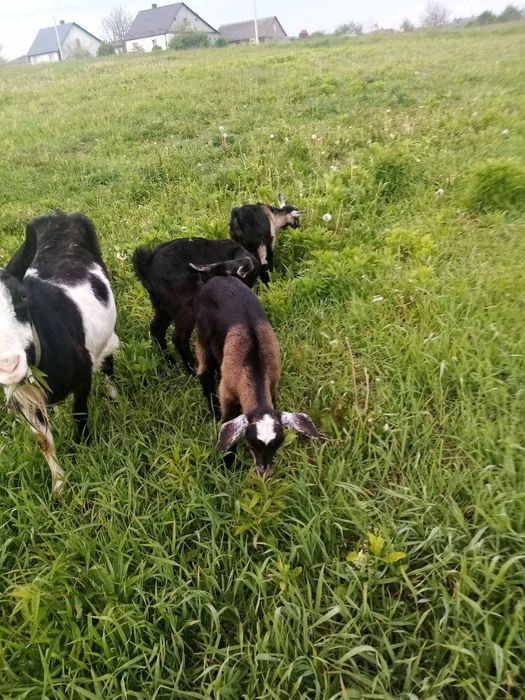 Продам козу з козенятами