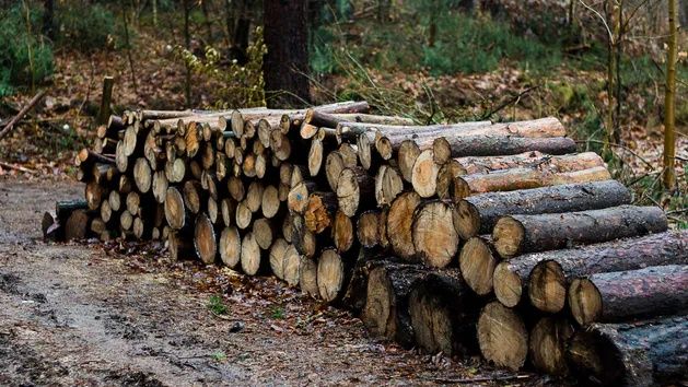 Potnę piłą porąbie I poukładam drewno