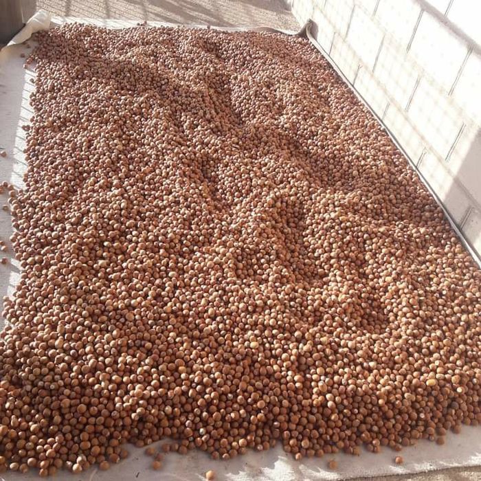 Продам горіх фундук, 2023року 100гр кг.