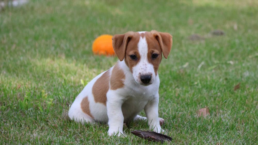Piesek HARIBO Jack Russell Terrier z hodowli "BREFIO"-gotowy na nowy dom
