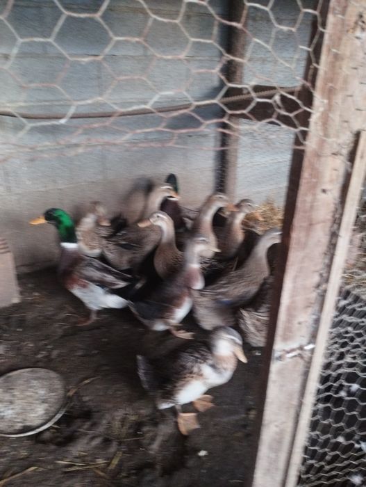 Vendo ovos de pata rouen