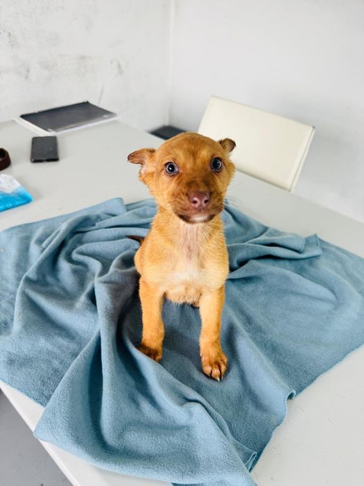 Caezinho com 2 meses para adoção