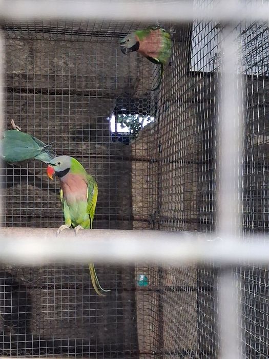 Aves para ceder várias espécies
