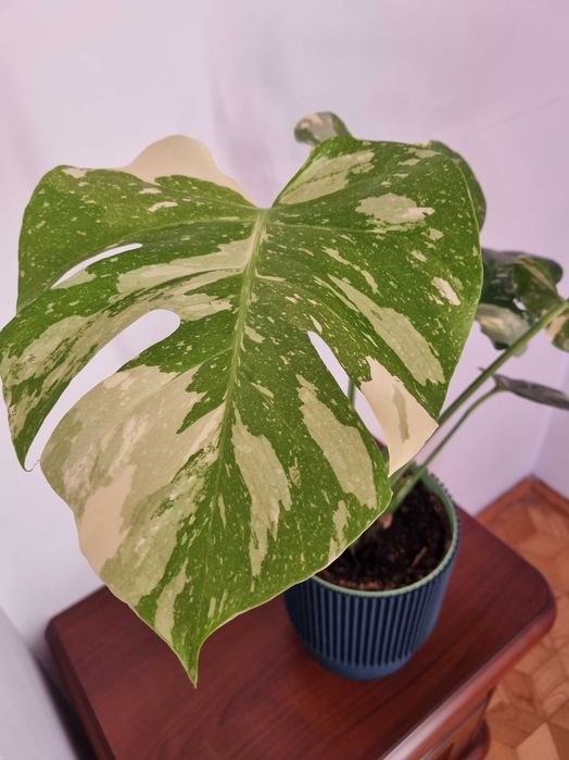 Monstera Variegata 58 cm