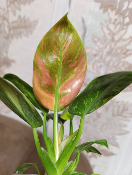 Филодендрон  сорта Конго грин гібрид варієгатний,Magic Ma