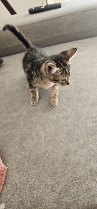 Gatinha para adoção