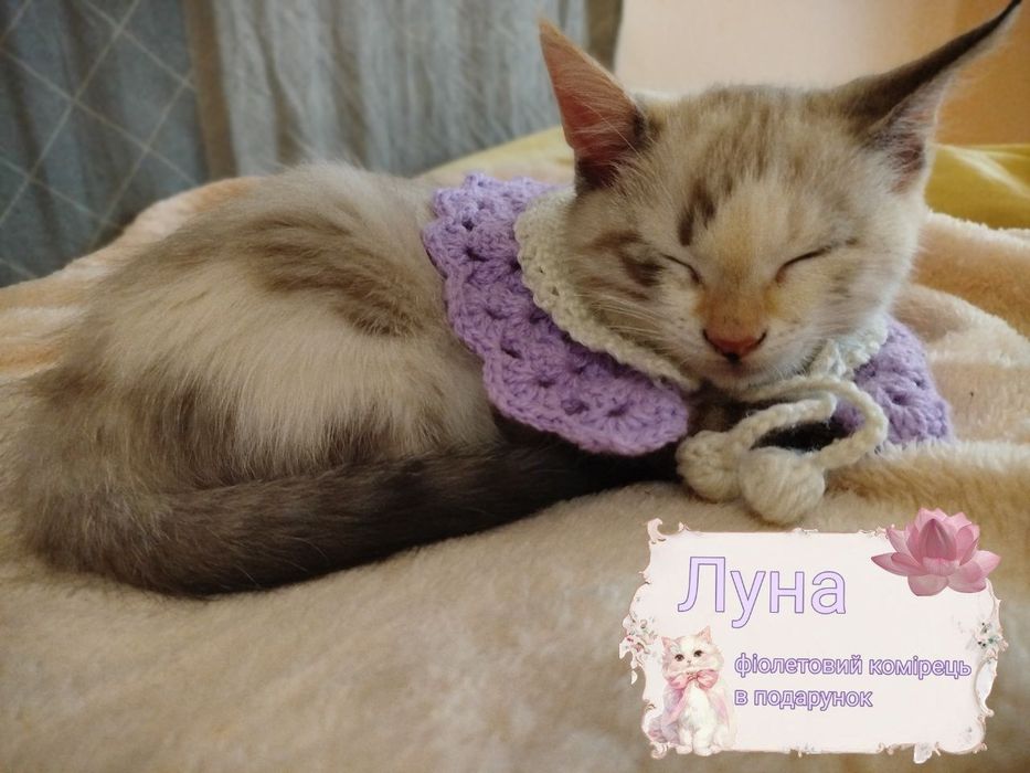 !!Персика забронювали!! висловухі руді кошенята (хлопчик і дівчинка) та їхня світло сіра сестричка в комірцях у подарунок