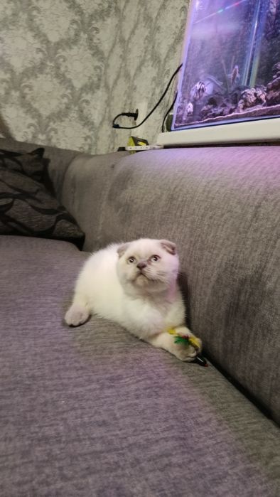 Продам кошеня скотіш фолд  колор поїнт блу