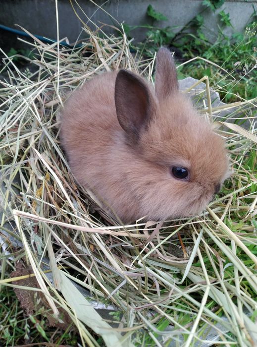 Кроленята декоративні, карликові кролики, кролик декоративний