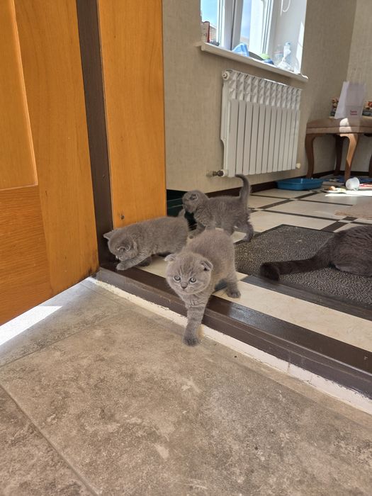Шотландские котята