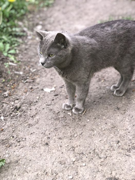 Котик 1,5 год бесплатно