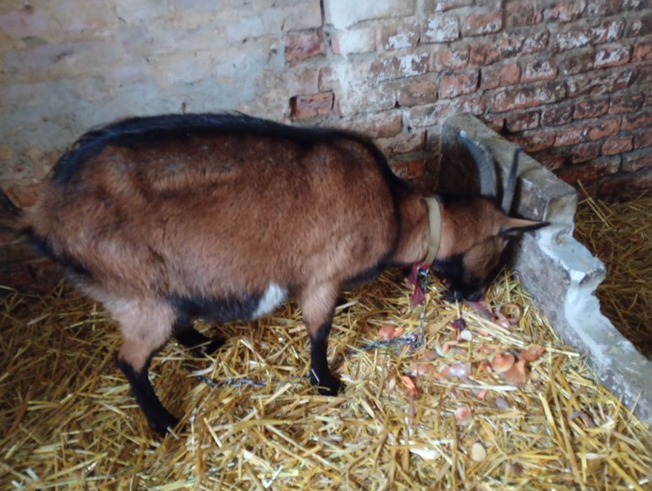 Продам      козу