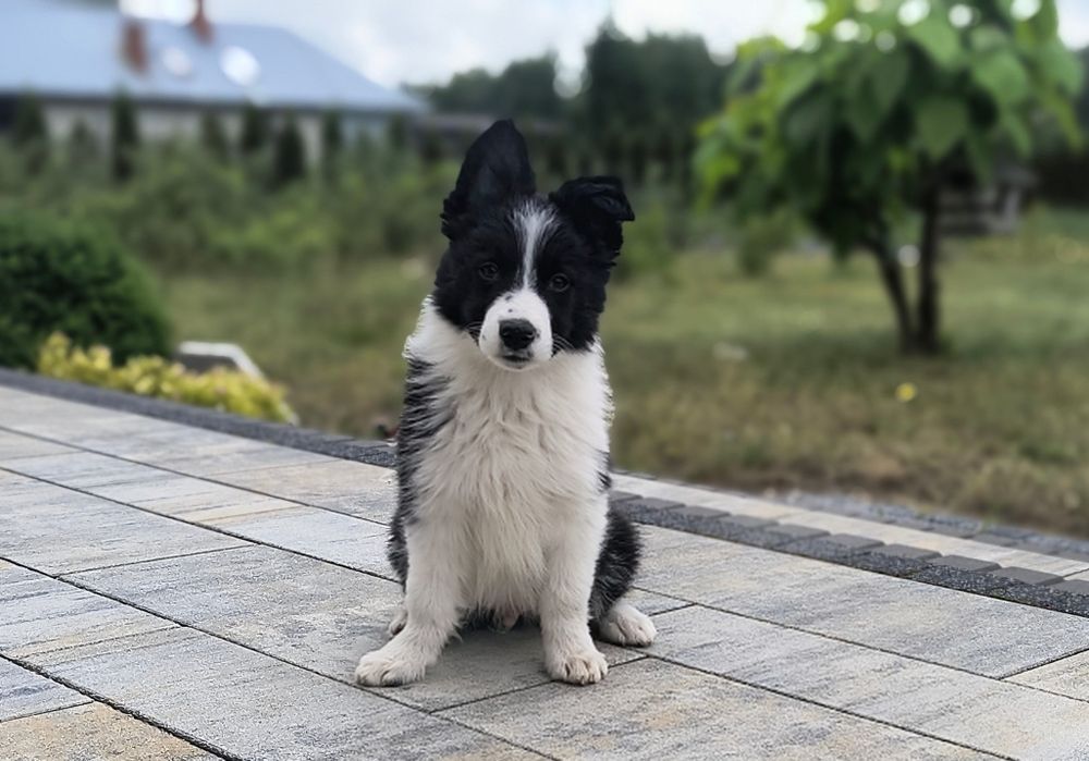 Border collie - szczeniak ur. 23.03.2026
