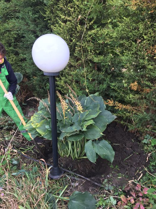 Хоста гигант