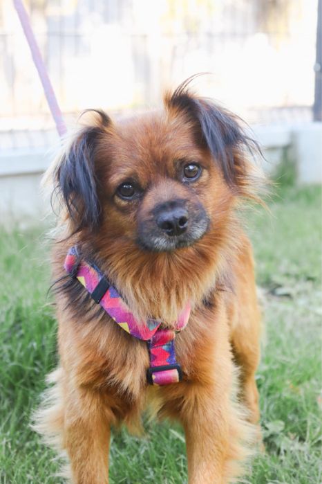 Uroczy Drops szuka swojego czlowieka