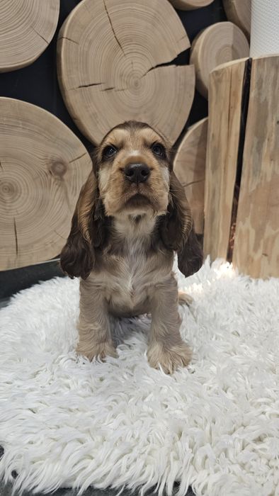 Cocker Spaniel Angielski