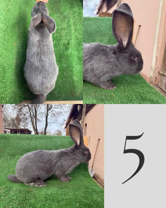 Olbrzym Belgijski Samiec (Więcej w opisie)