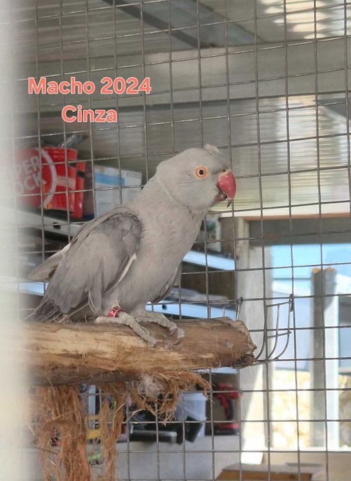Vários aves de porte médio
