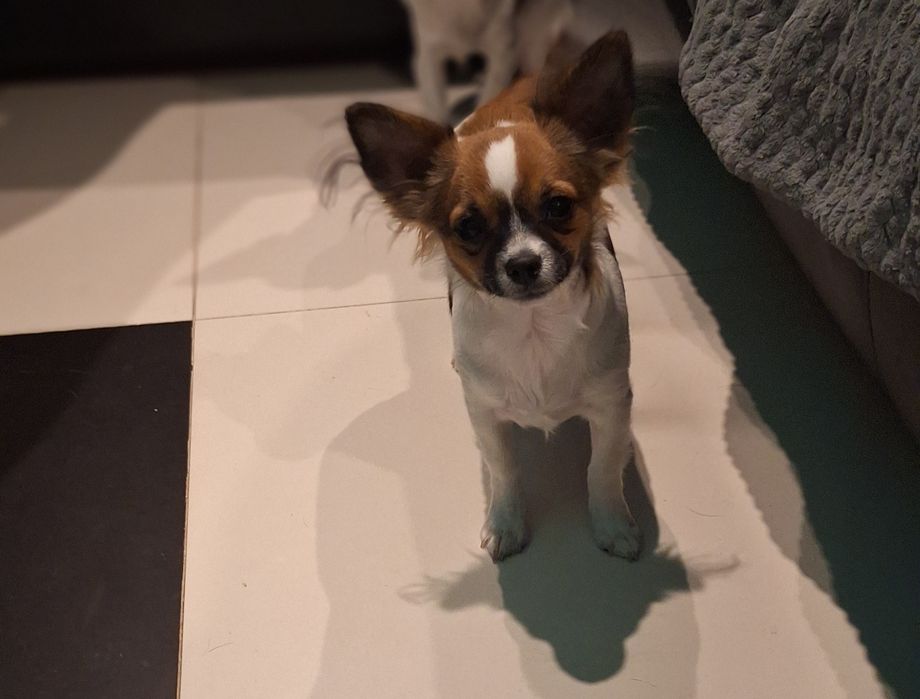 Chihuahua długowłosy  chłopiec