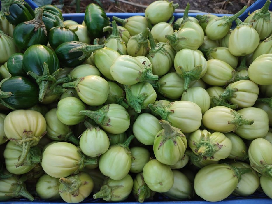 Jiló biológico - Entrega ao domicílio