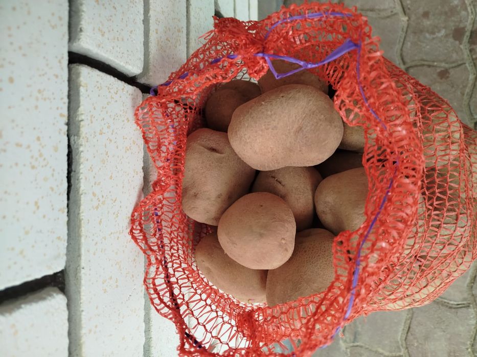 Продам картоплю домашню Біллароза