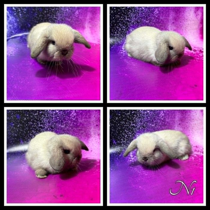 Mini Lop - odbiór koniec czerwca/początek lipca