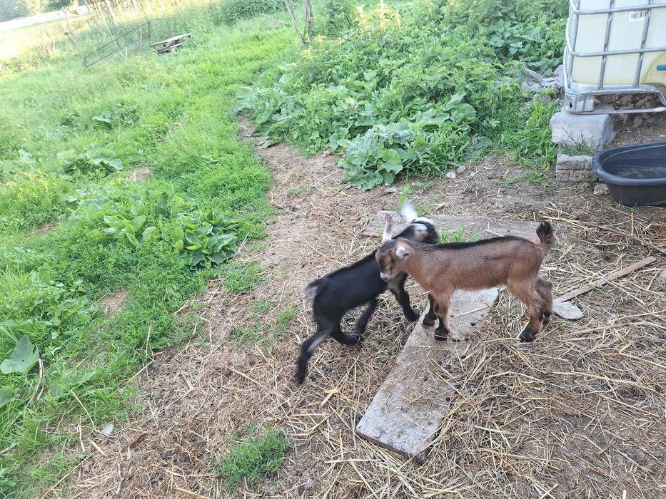 Dwie młode kózki z siódmego czerwca, naturalnie bezrożna