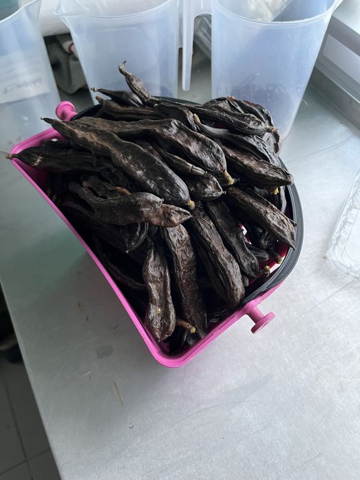 Alfarroba colheita 2025