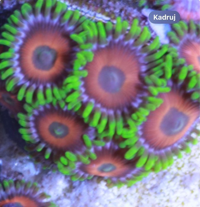 Zoanthus Watermelon 10 glowek !  FLUOLAMPS.PL WYSYŁKI