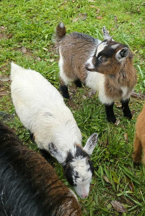 Reserva cabritos anões