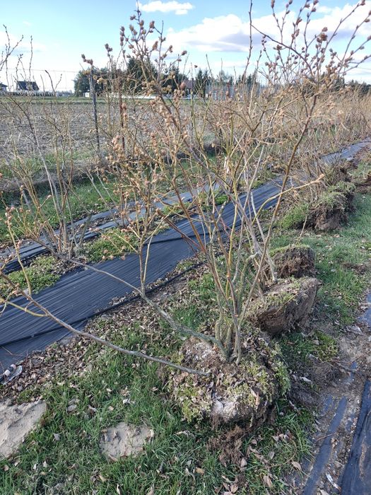 Krzewy borówki amerykańskiej