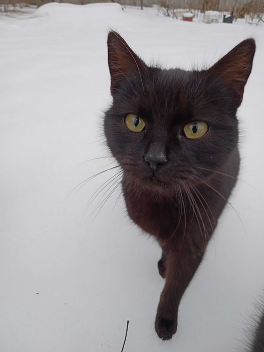 2 czarne kocie siostry