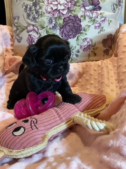 Shih - Tzu Salonowa Suczka Czarna