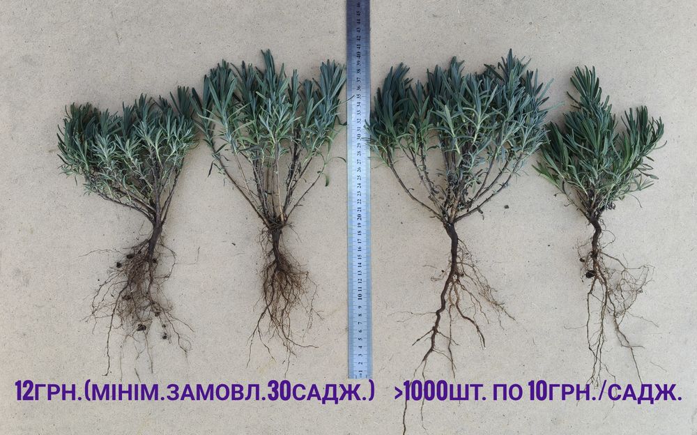Лаванда саджанці сорти